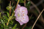 Hairy laurel <BR>Hairy wicky